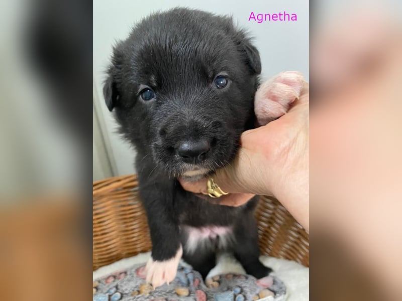 Border Collie Mischlings Welpen
