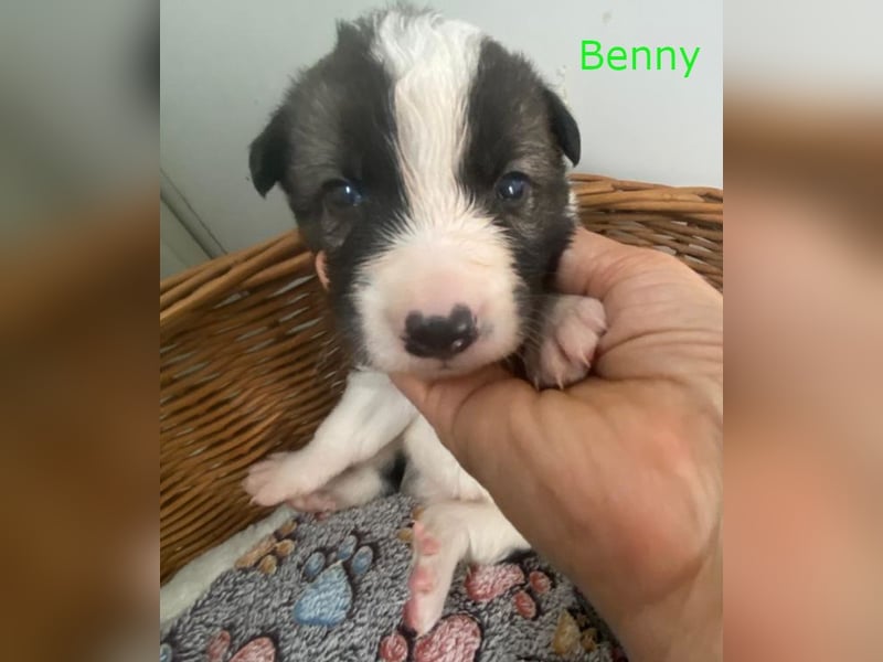 Border Collie Mischlings Welpen