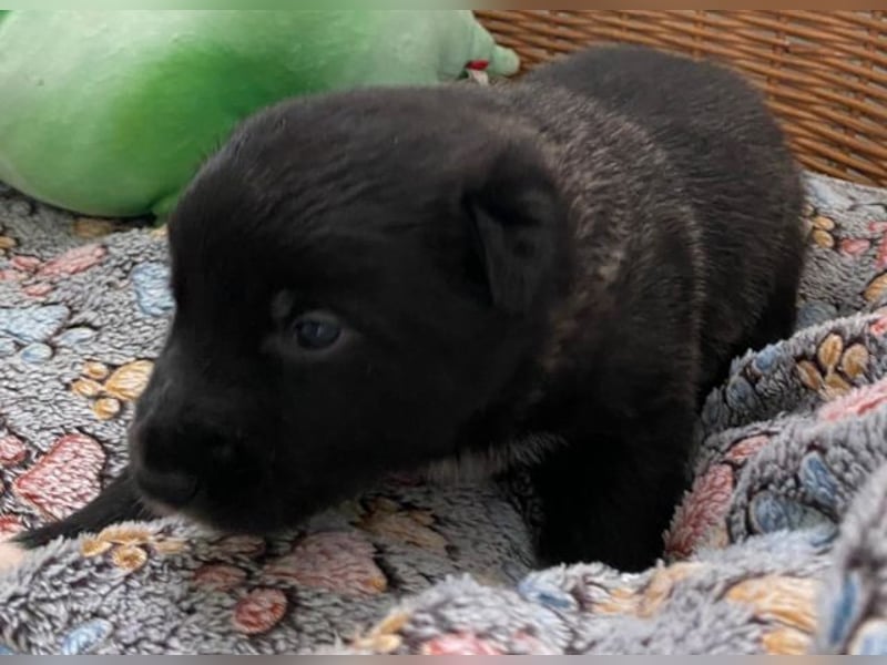 Border Collie Mischlings Welpen