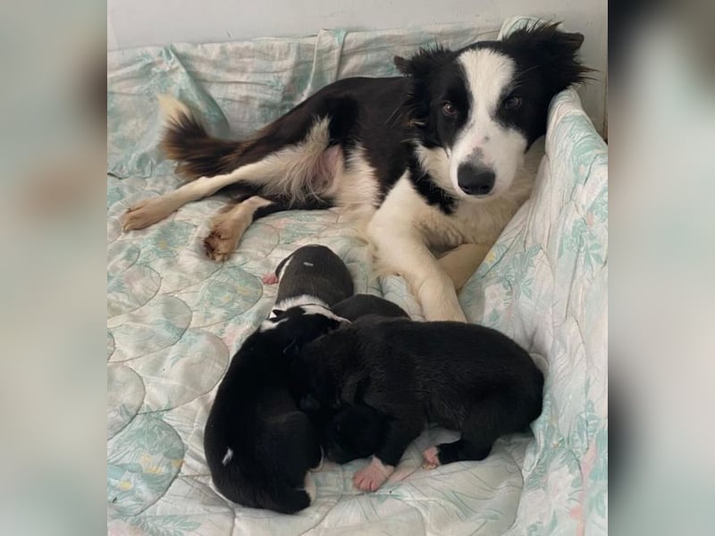 Border Collie Mischlings Welpen