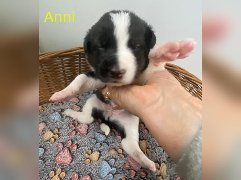 Border Collie Mischlings Welpen