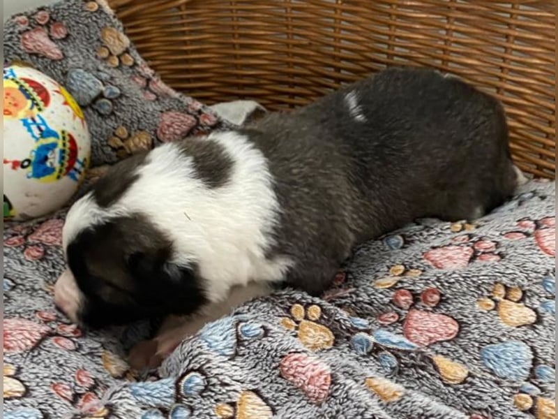 Border Collie Mischlings Welpen