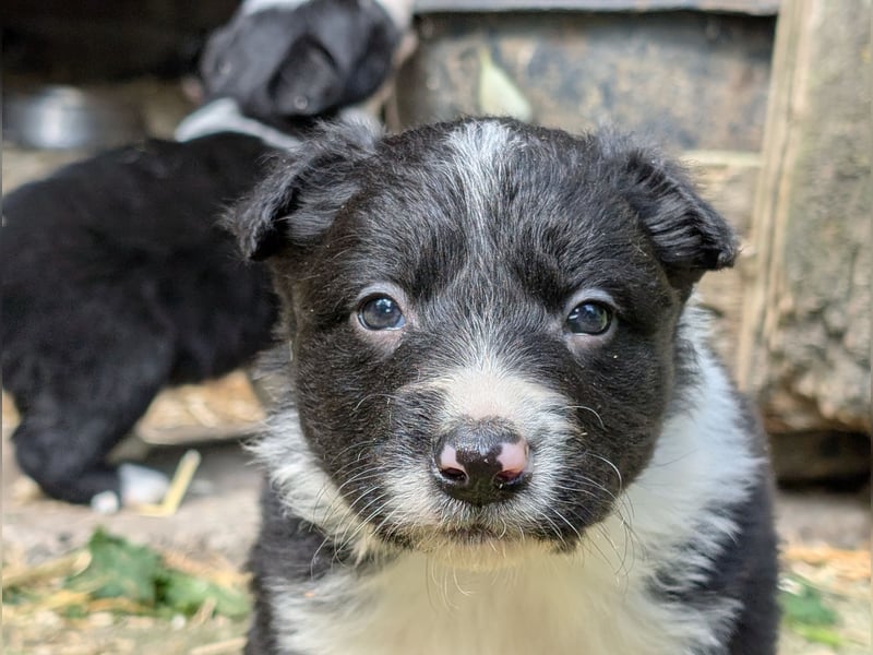 Unsere kleinen Border Collies suchen ein neues zu hause