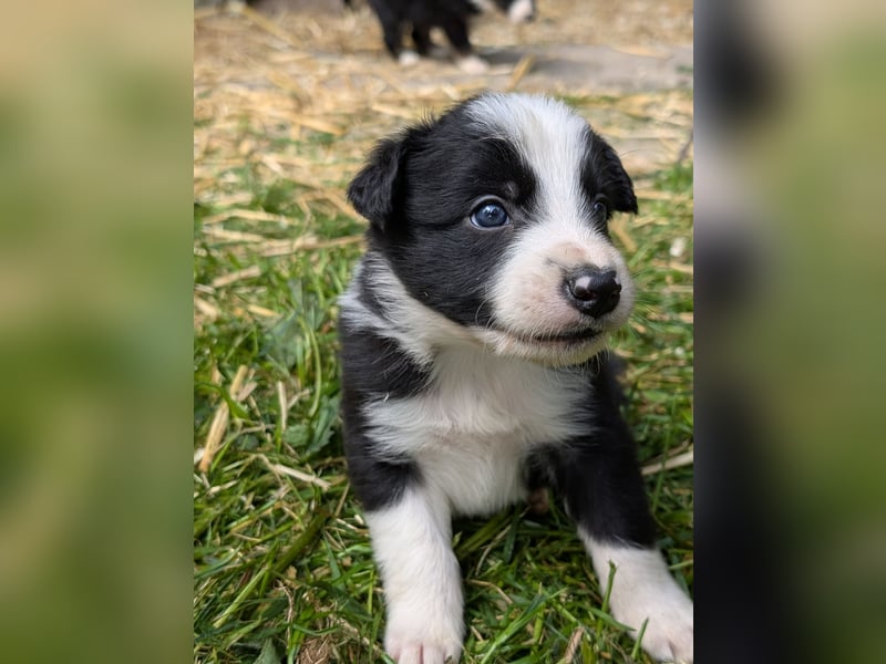 Unsere kleinen Border Collies suchen ein neues zu hause