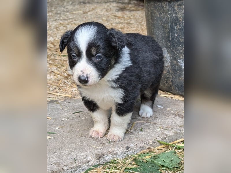 Unsere kleinen Border Collies suchen ein neues zu hause