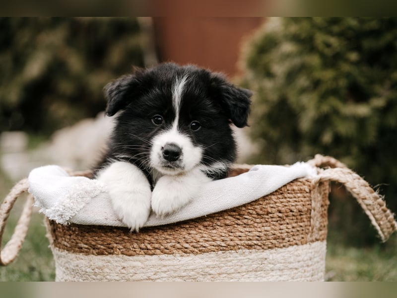 Border Collie Welpen mit Ahnentafel