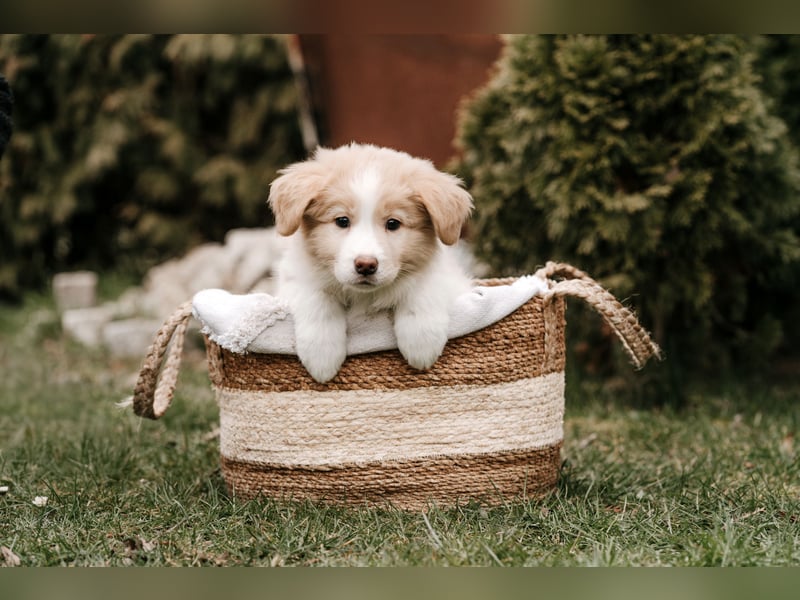 Border Collie Welpen mit Ahnentafel