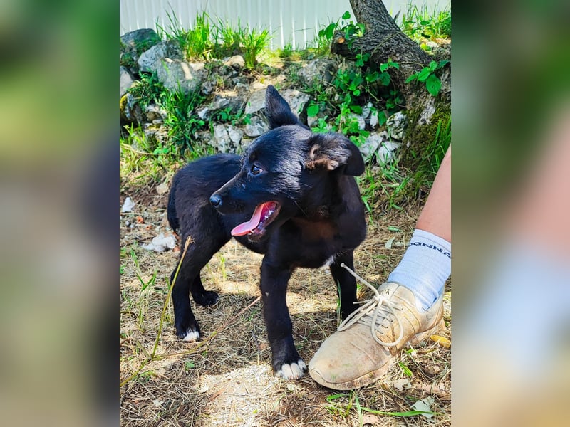 Kleine Bonnie sucht ihr Zuhause❤️