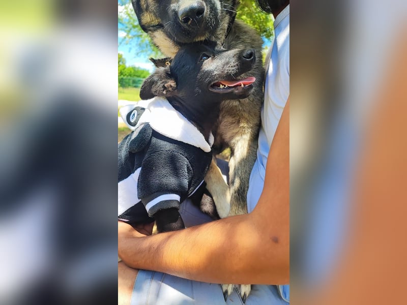 Kleine Bonnie sucht ihr Zuhause❤️