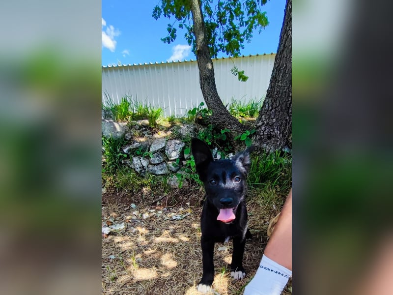 Kleine Bonnie sucht ihr Zuhause❤️