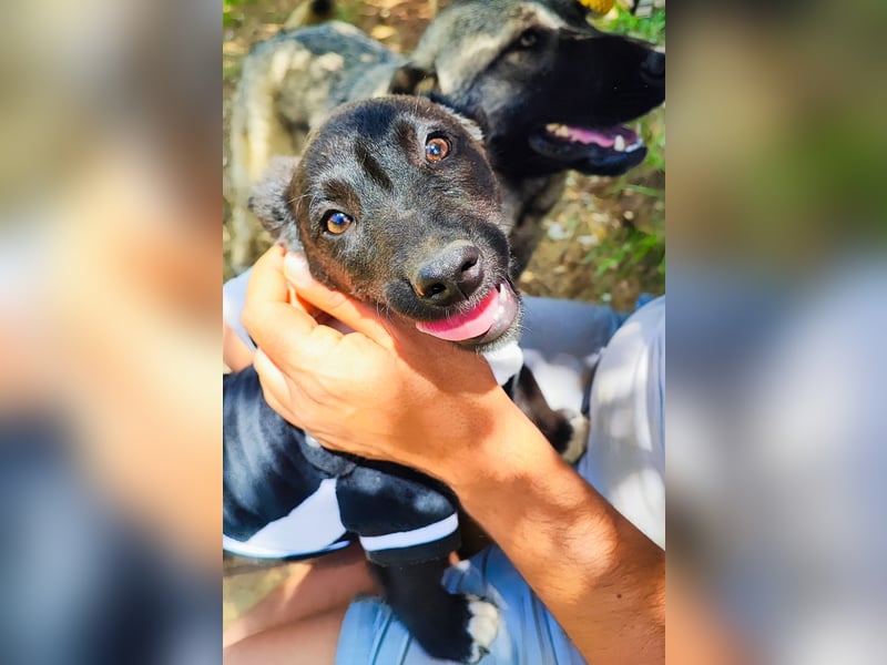 Kleine Bonnie sucht ihr Zuhause❤️
