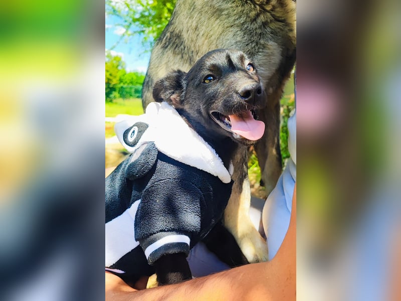 Kleine Bonnie sucht ihr Zuhause❤️
