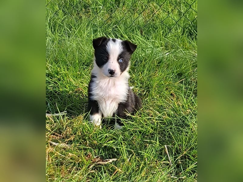 bordercollie