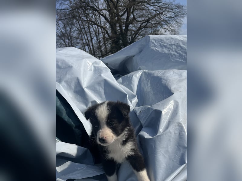 bordercollie
