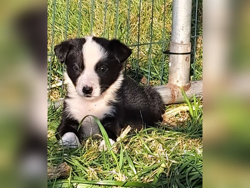 bordercollie