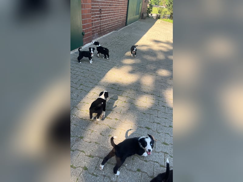 bordercollie