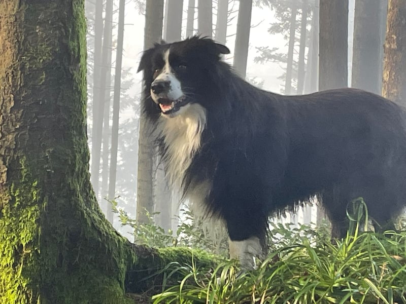 Border Collie Welpen Hündin