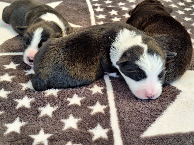Border Collie Welpe Hündin