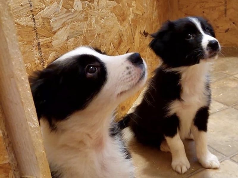 Border Collie Welpen Hündin