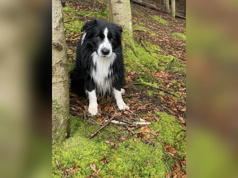 Border Collie Welpe Hündin