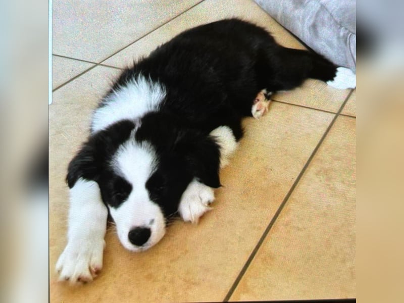 Border Collie Welpen Hündin