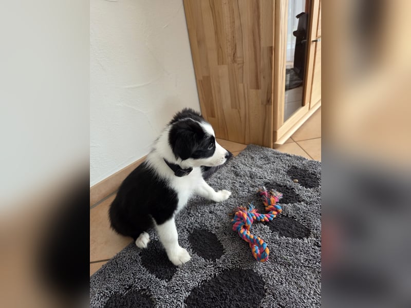 Border Collie Welpen Hündin
