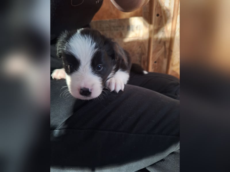 Border Collie Welpe Hündin