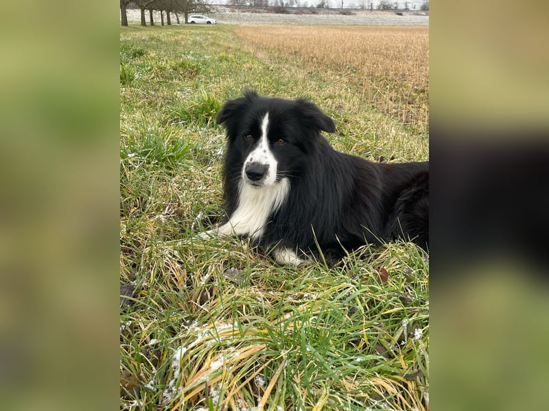 Border Collie Welpen Hündin