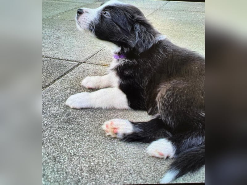 Border Collie Welpe Hündin