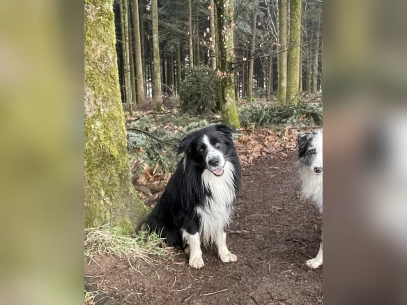 Border Collie Welpe Hündin