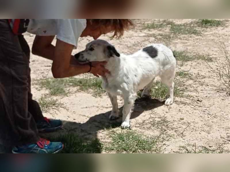 Bombón – der perfekte Name für unser Sunnygirl!
