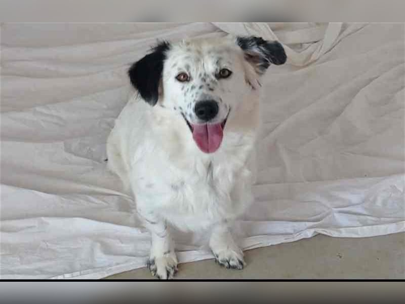 Bombón – der perfekte Name für unser Sunnygirl!