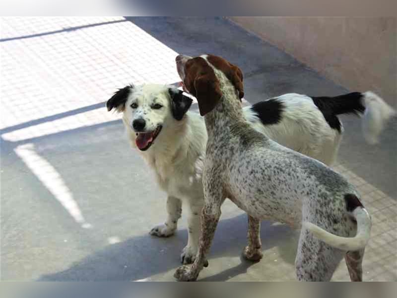 Bombón – der perfekte Name für unser Sunnygirl!