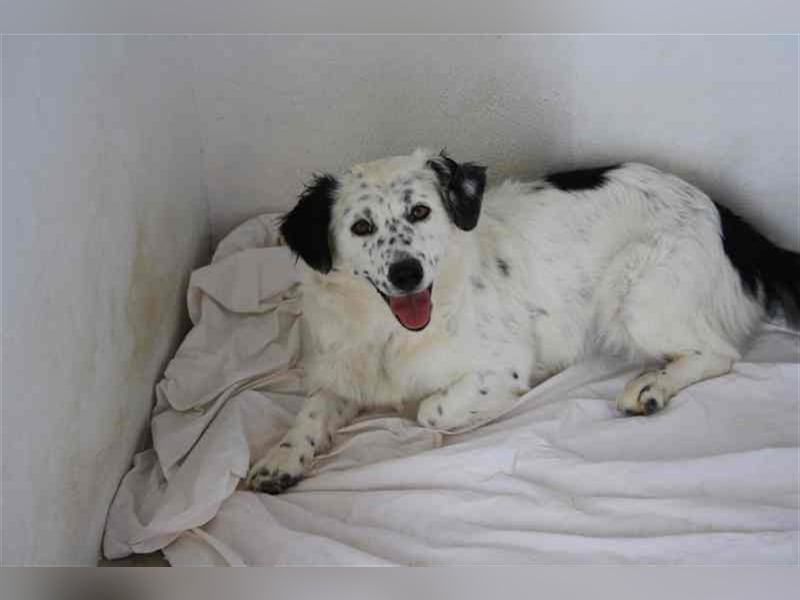 Bombón – der perfekte Name für unser Sunnygirl!