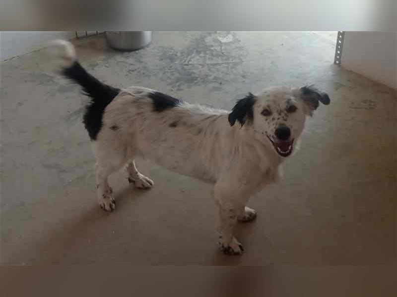 Bombón – der perfekte Name für unser Sunnygirl!