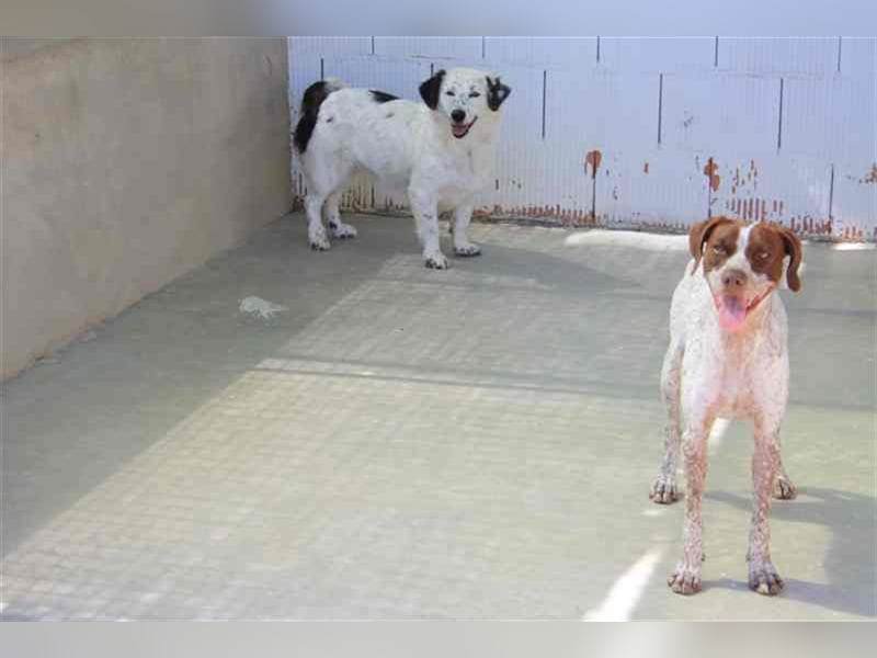 Bombón – der perfekte Name für unser Sunnygirl!