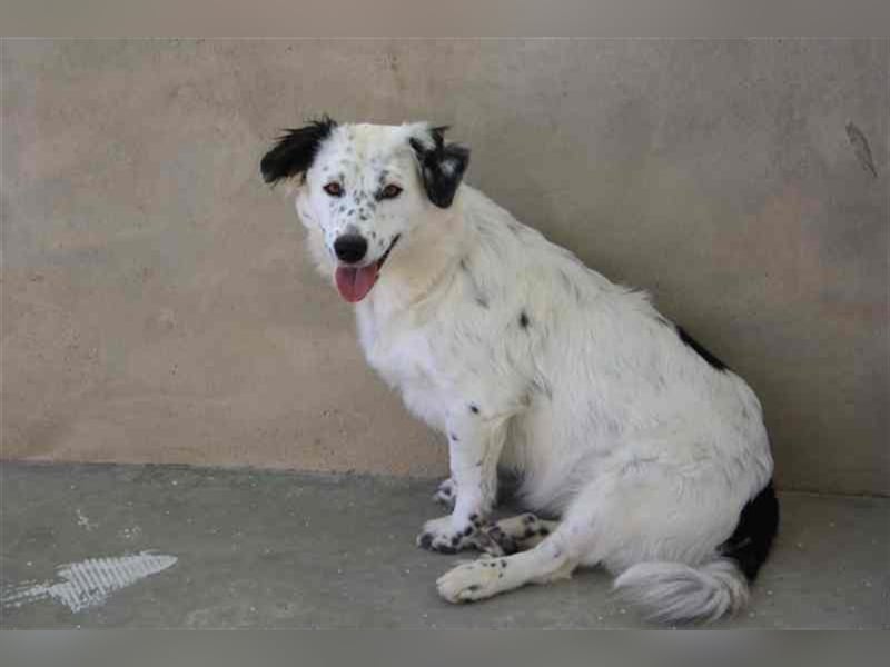 Bombón – der perfekte Name für unser Sunnygirl!