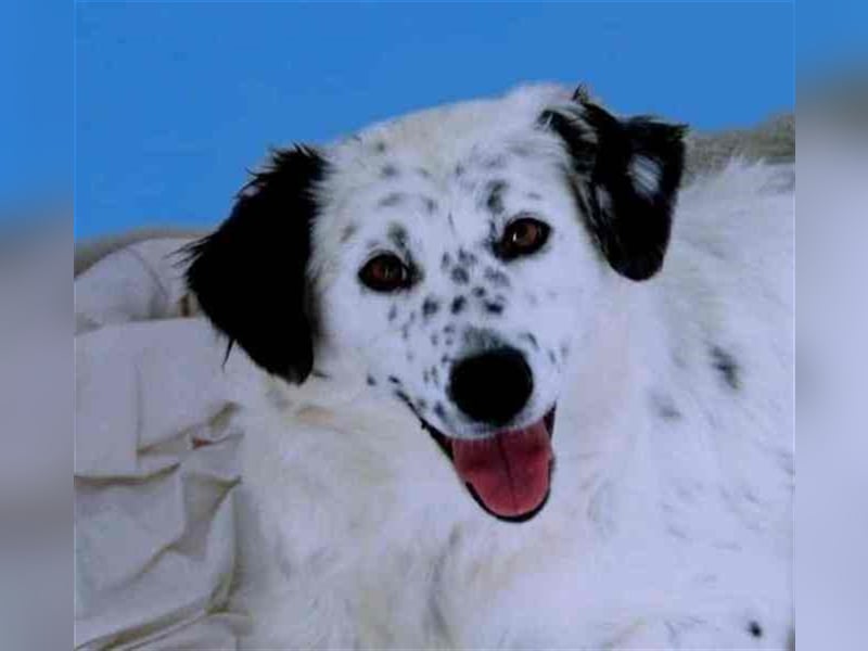 Bombón – der perfekte Name für unser Sunnygirl!