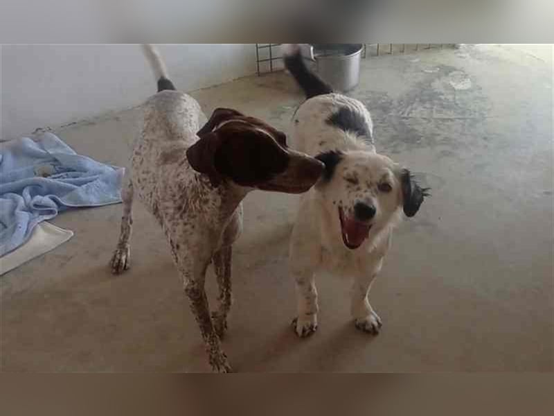 Bombón – der perfekte Name für unser Sunnygirl!