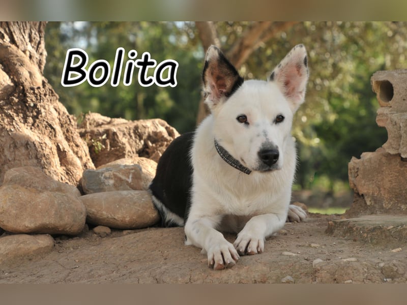Zeigen Sie Bolita das Leben?