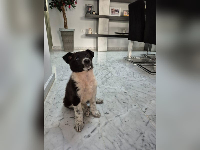 Telma