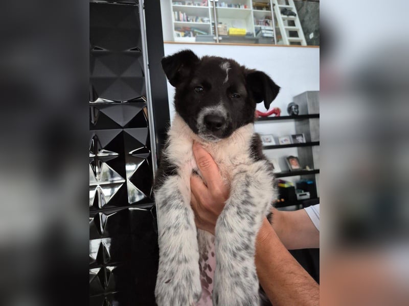 Telma