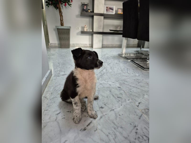 Telma