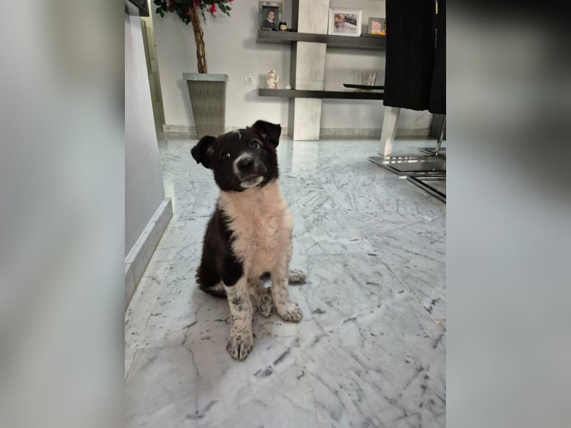 Telma