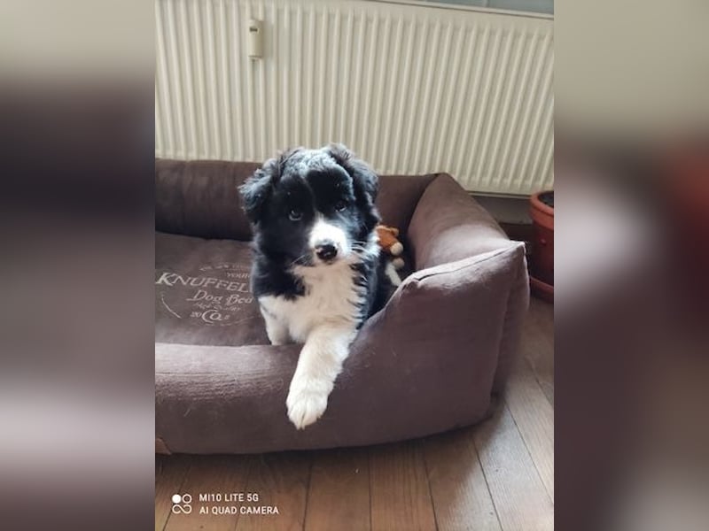 Border collie welpen