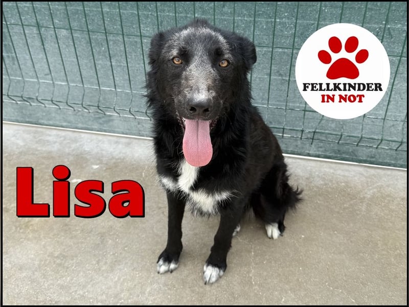 liebe Border Collie- kroatischer Schäferhund Mischling Lisa sucht ...