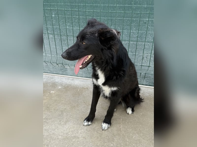 liebe Border Collie- kroatischer Schäferhund Mischling Lisa sucht ...
