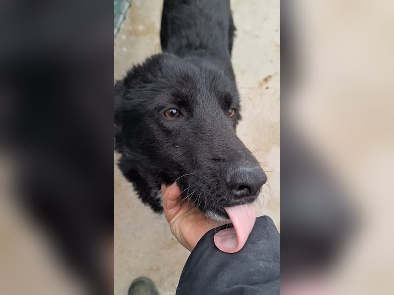 liebe Border Collie- kroatischer Schäferhund Mischling Lisa sucht ...