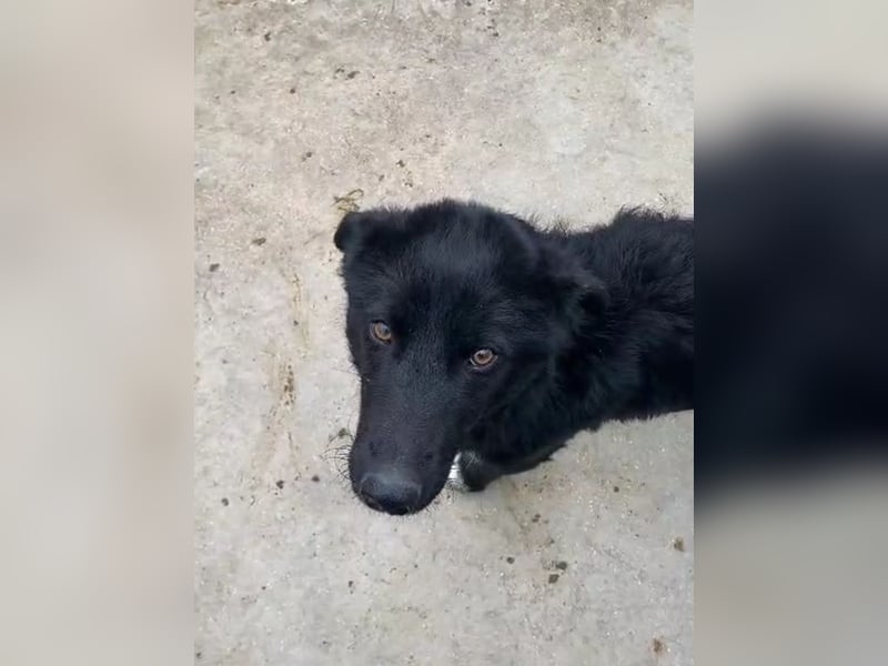 liebe Border Collie- kroatischer Schäferhund Mischling Lisa sucht ...