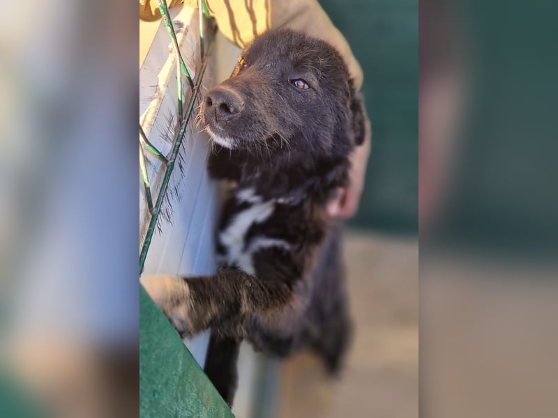 liebe Border Collie- kroatischer Schäferhund Mischling Lisa sucht ...